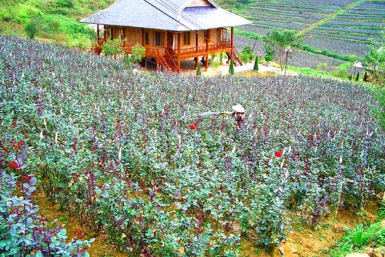 Thung Lũng Hoa Hồng - Sapa