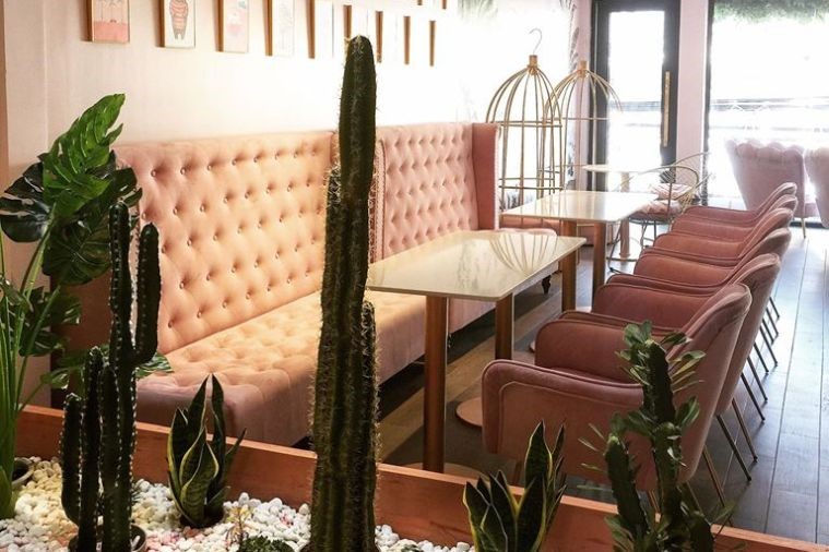 The Puppy Sapa - Sapa 