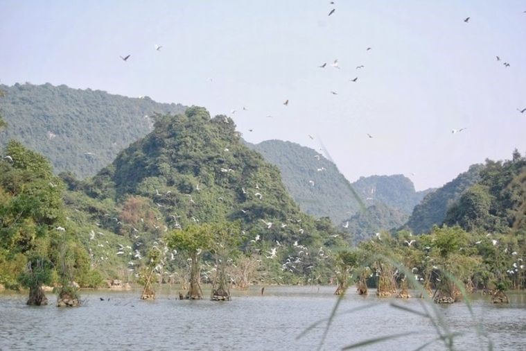 Vườn chim Thung Nham - Ninh Bình