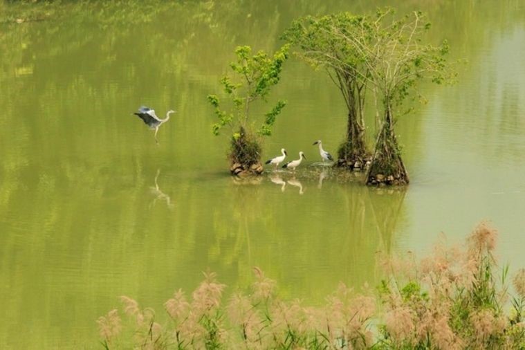 Vườn chim Thung Nham - Ninh Bình