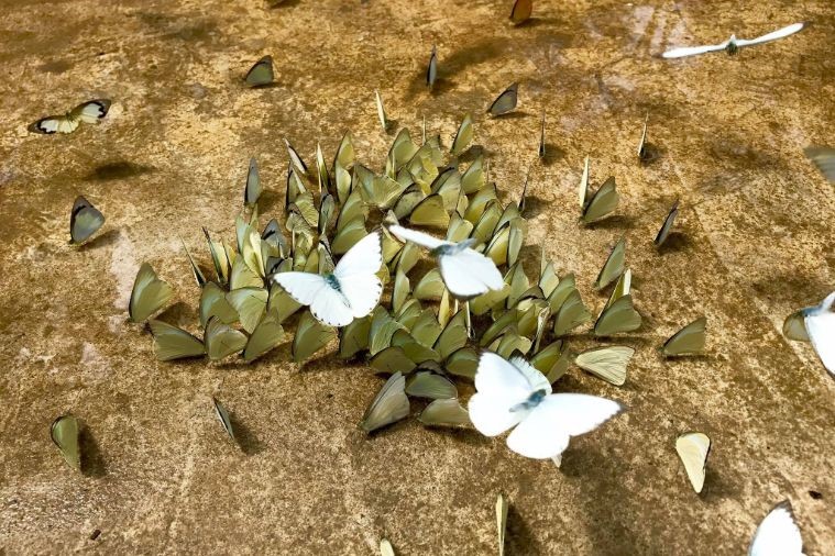 Vườn Quốc gia Cúc Phương - Ninh Bình