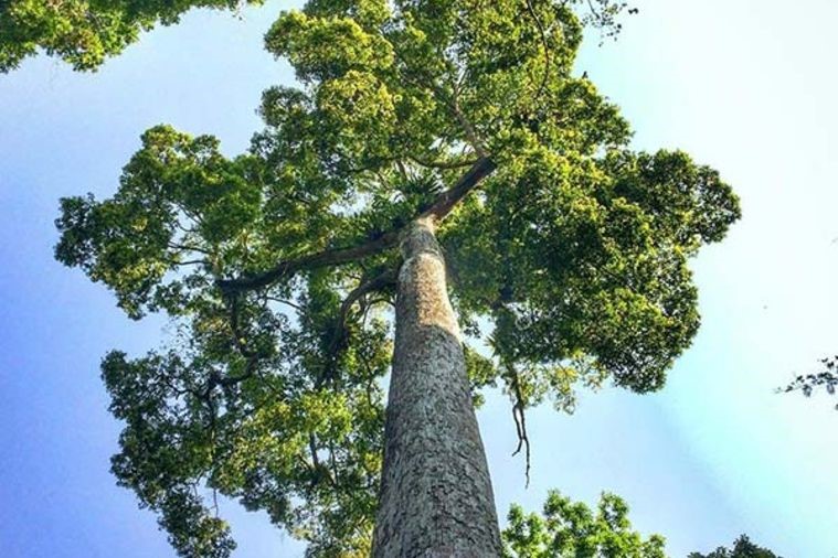 Vườn Quốc gia Cúc Phương - Ninh Bình