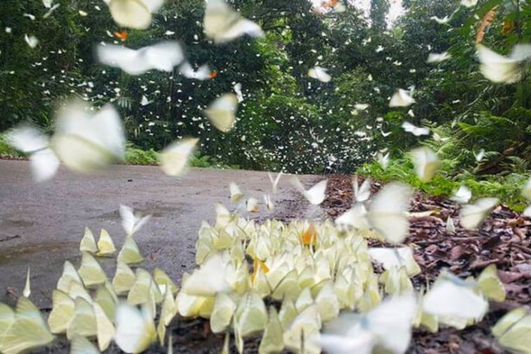 Vườn Quốc gia Cúc Phương - Ninh Bình