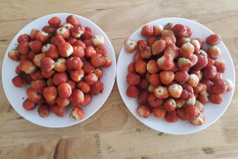 Choi Oi - Phan Thiết