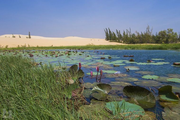 Bàu Trắng – Bàu Sen - Phan Thiết