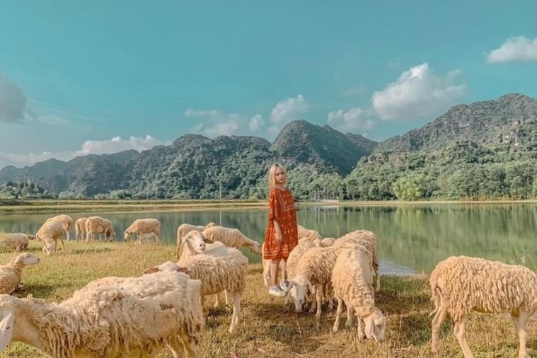 Đồng cừu Gia Hưng - Ninh Bình