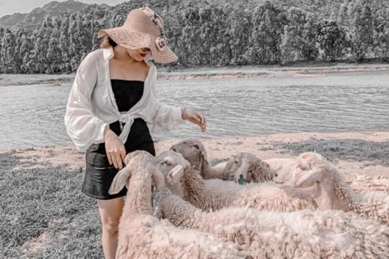 Đồng cừu Gia Hưng - Ninh Bình