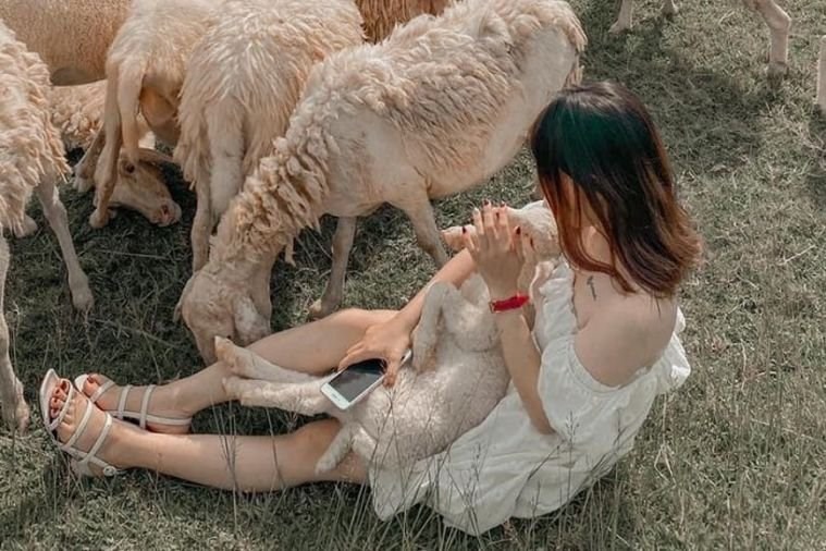 Đồng cừu Gia Hưng - Ninh Bình