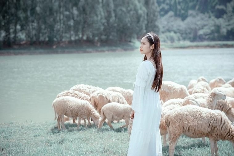 Đồng cừu Gia Hưng - Ninh Bình