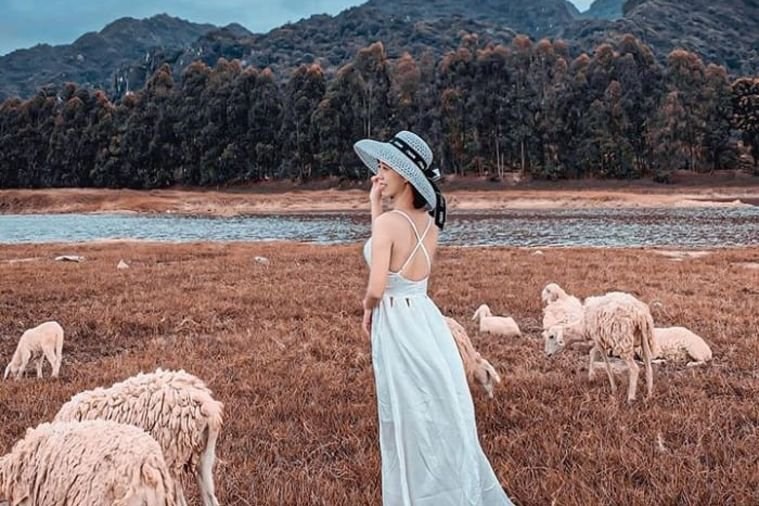 Đồng cừu Gia Hưng - Ninh Bình