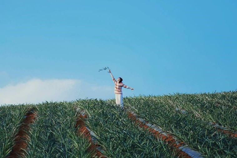 Đồi dứa Tam Điệp - Ninh Bình