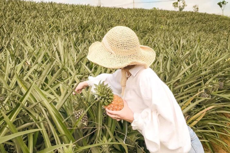 Đồi dứa Tam Điệp - Ninh Bình