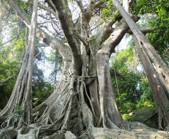 Cây Đa Nghìn Năm - Đà Nẵng