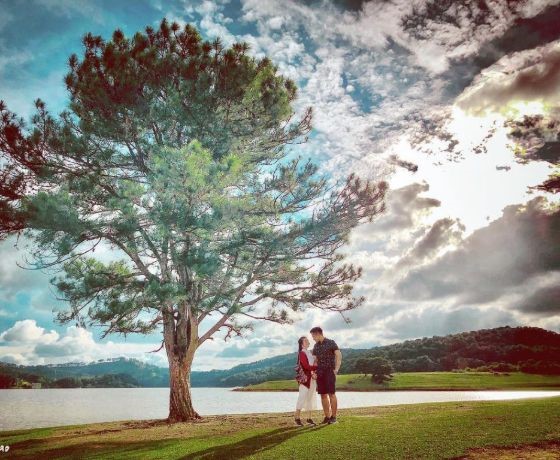 Cây Thông Cô Đơn - Đà Lạt