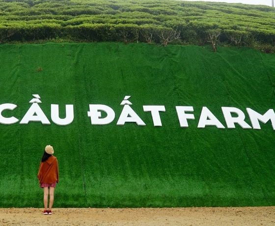 Đồi chè Cầu Đất – Trại Mát - Đà Lạt