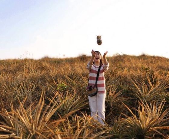 Đồi dứa Tam Điệp - Ninh Bình