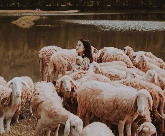 Đồng cừu Gia Hưng - Ninh Bình