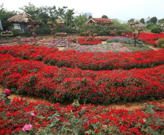 Thung Lũng Hoa Hồng - Sapa