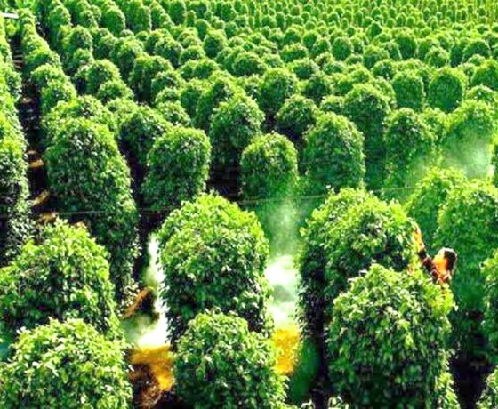 Vườn Hồ Tiêu - Phú Quốc