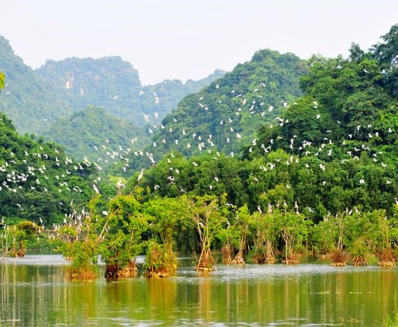 Vườn chim Thung Nham - Ninh Bình
