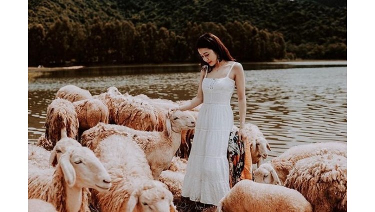 'Say men' cánh đồng cừu Gia Hưng Ninh Bình đẹp tựa cổ tích