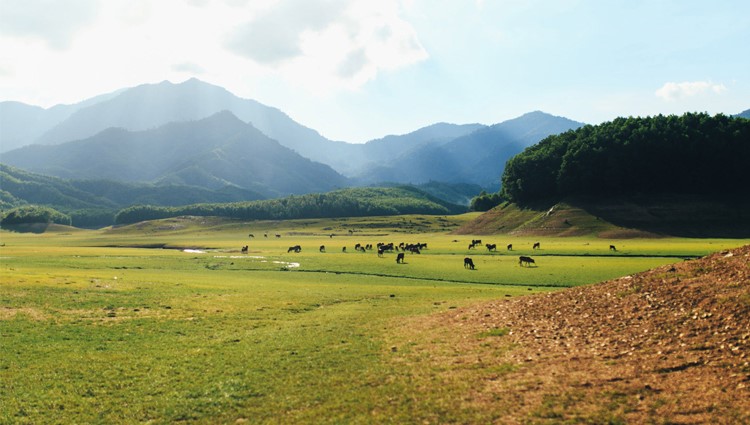 Hồ Hòa Trung – thảo nguyên cỏ vàng của Đà Nẵng