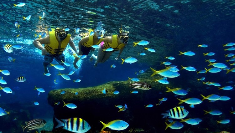 Lặn ngắm san hô trong lòng biển Sơn Trà