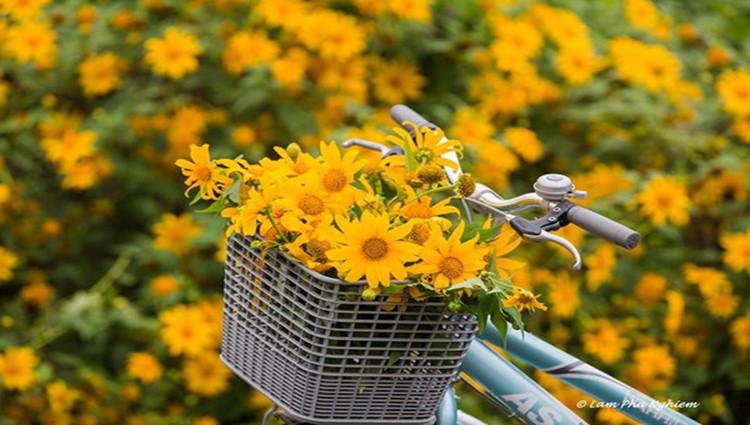 Rong ruổi những cung đường hoa dã quỳ Đà Lạt