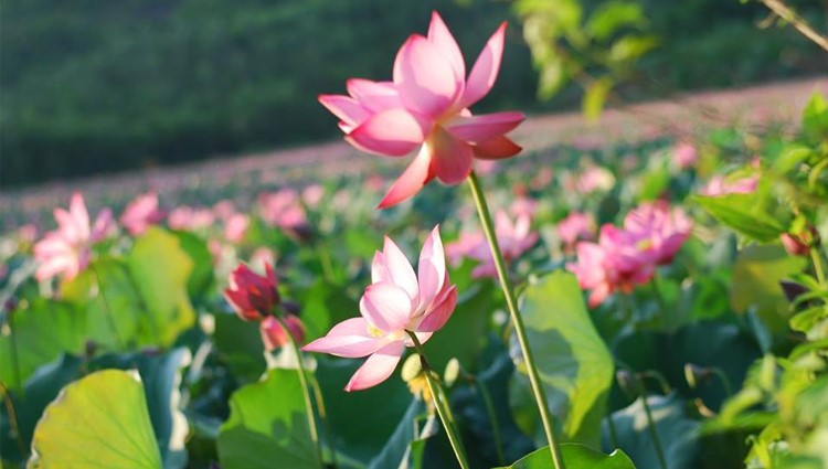 Về với rừng sen bát ngát, rực rỡ “đốn tim” du khách chỉ cách Đà Nẵng 60km 