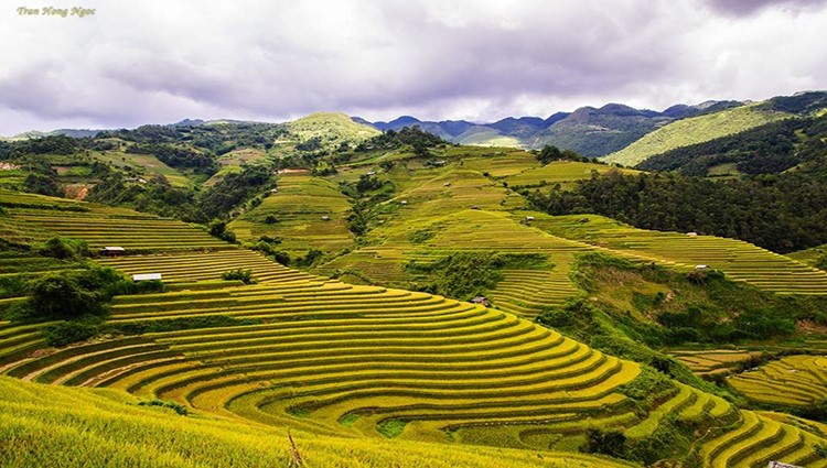 Ùn ùn kéo lên Mù Cang Chải ngắm mùa lúa chín