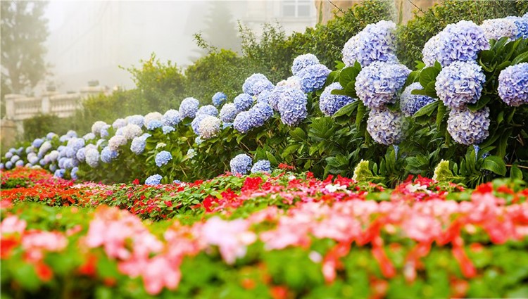 Rừng hoa thơ mộng trên đỉnh Bà Nà