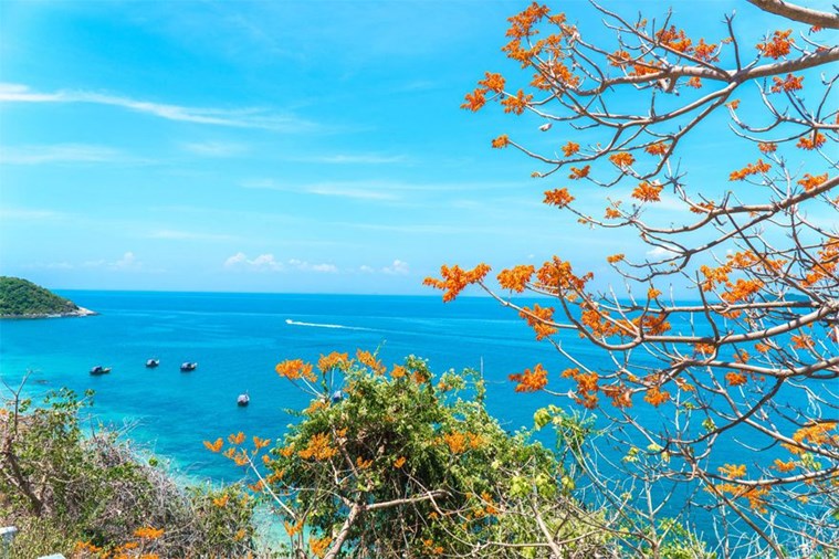  Tour Cù Lao Chàm 1 ngày