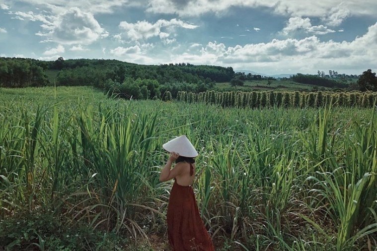 Tour Quy Nhơn – Cao nguyên Vân Hòa 1 Ngày