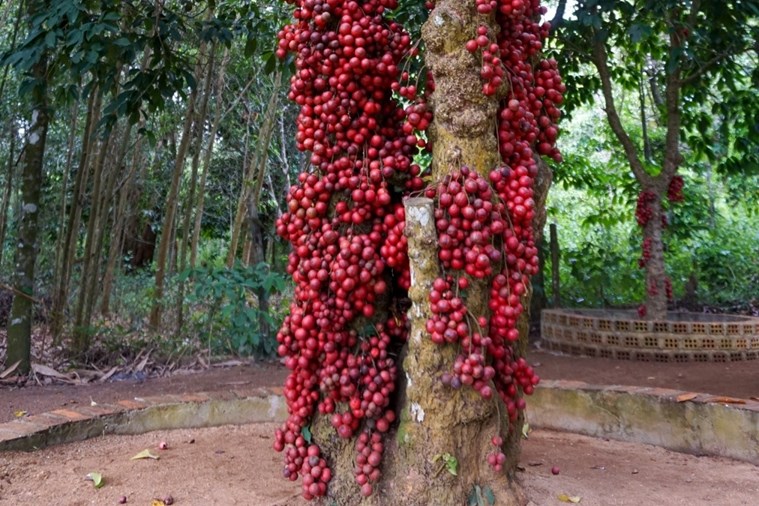 Tour Quy Nhơn – Cao nguyên Vân Hòa 1 Ngày