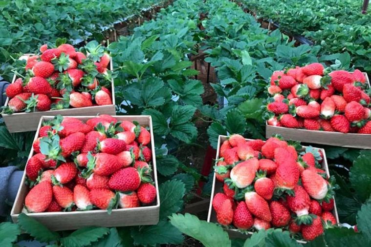 Tour Săn Mây - Đón Bình Minh Đà Lạt