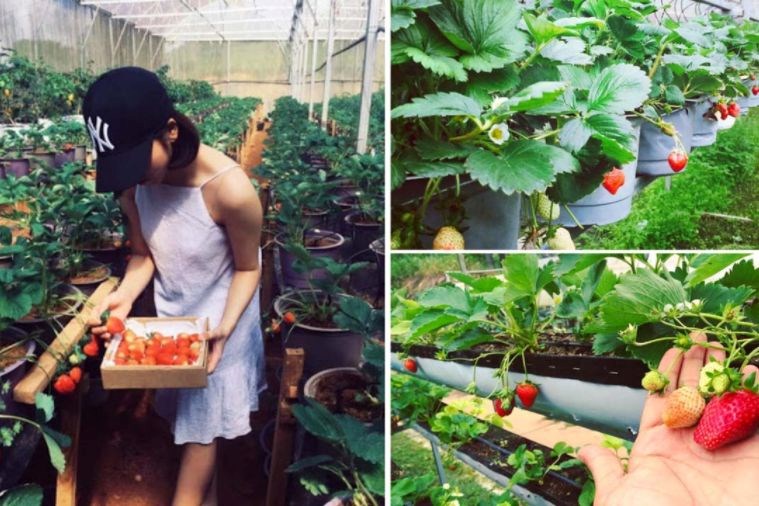 Tour Săn Mây - Đón Bình Minh Đà Lạt