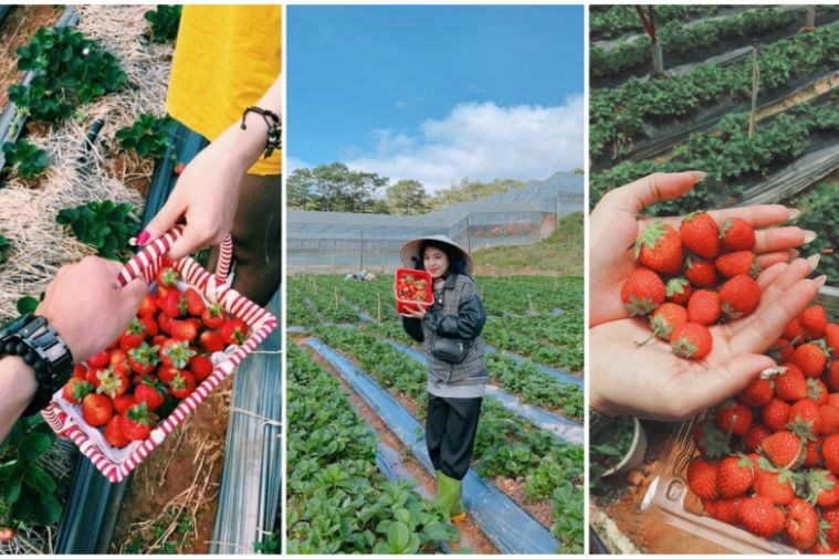 Tour Săn Mây - Đón Bình Minh Đà Lạt