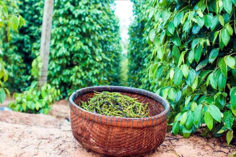 Tour Tham Quan Nam Đảo - Bãi Sao - Địa Trung Hải Phú Quốc