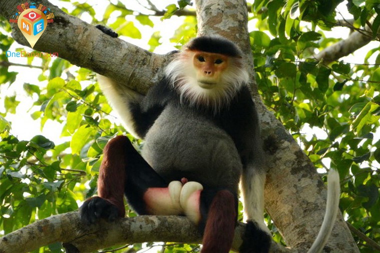 Tour Sơn Trà - Ngũ Hành Sơn - Hội An - Huế - Bà Nà - Đà Nẵng 4 ngày 3 đêm