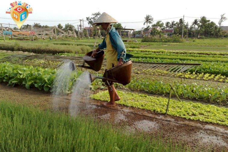 Phố Cổ Hội An - Tham quan Làng Rau Trà Quế
