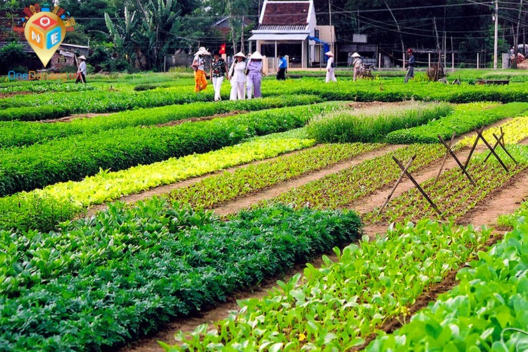 Phố Cổ Hội An - Tham quan Làng Rau Trà Quế