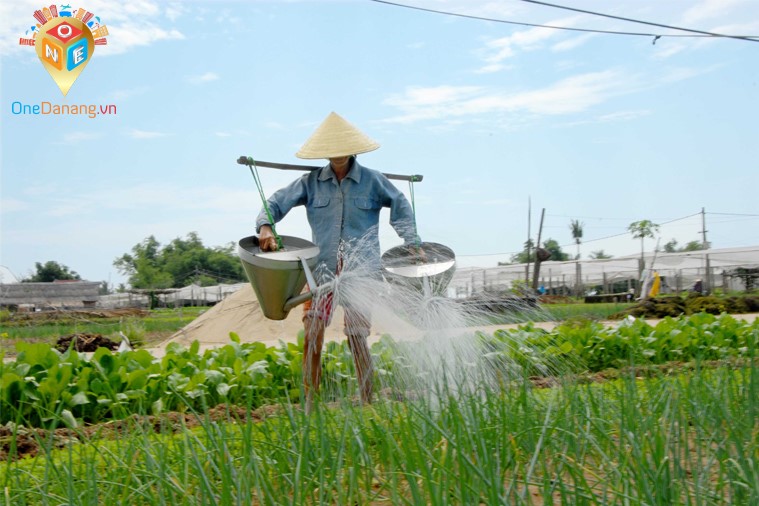 Phố Cổ Hội An - Tham quan Làng Rau Trà Quế