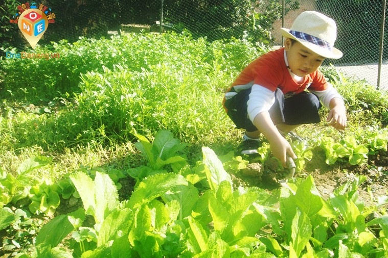 Phố Cổ Hội An - Tham quan Làng Rau Trà Quế