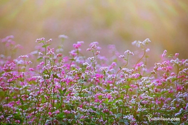 Tour Hà Giang - Sông Nho Quế hùng vĩ 3N2Đ từ Hà Nội Lễ 30/4