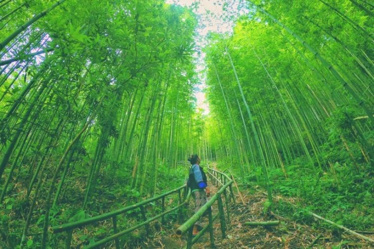 Tour Hà Nội - Mù Cang Chải - Cu Vai - Trạm Tấu 3N2Đ