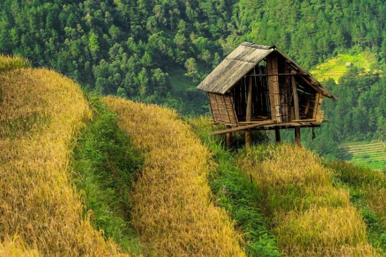 Tour Hà Nội - Mù Cang Chải - Cu Vai - Trạm Tấu 3N2Đ