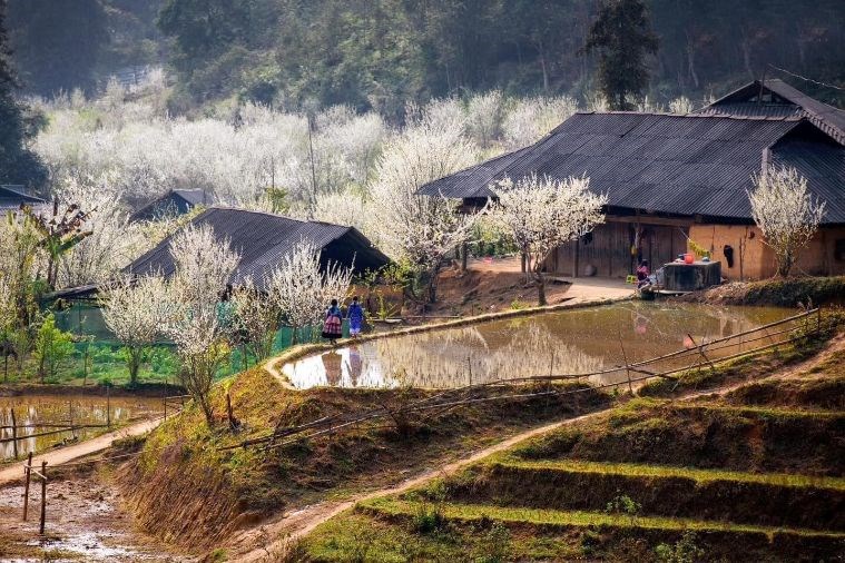 Tour Mộc Châu - Cầu Kính Bạch Long - Săn Mây Tà Xua 2N1Đ