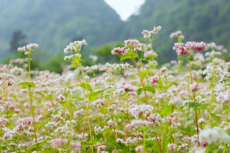 Tour Hà Nội - Hà Giang 3N2Đ