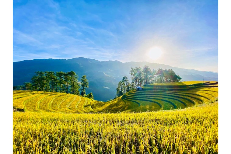 Tour Hồ Chí Minh - Mù Cang Chải 4N3Đ