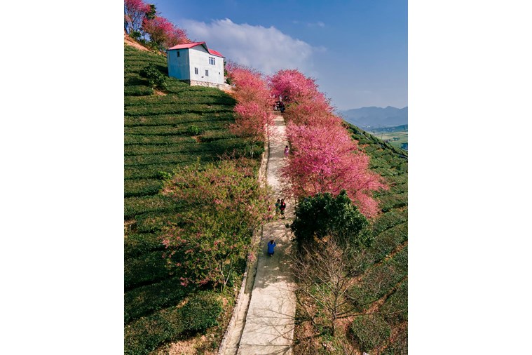 Tour Hà Nội - Mai Châu - Mộc Châu 2N1Đ